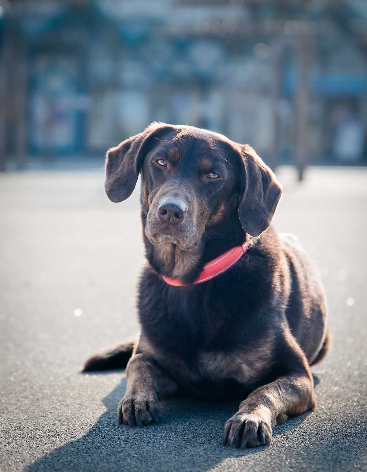 LPK_Hund
